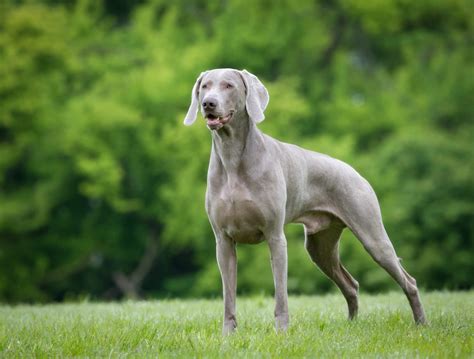 whiner reimer dog|Weimaraner Dog Breed: 12 Facts To Know Before .
